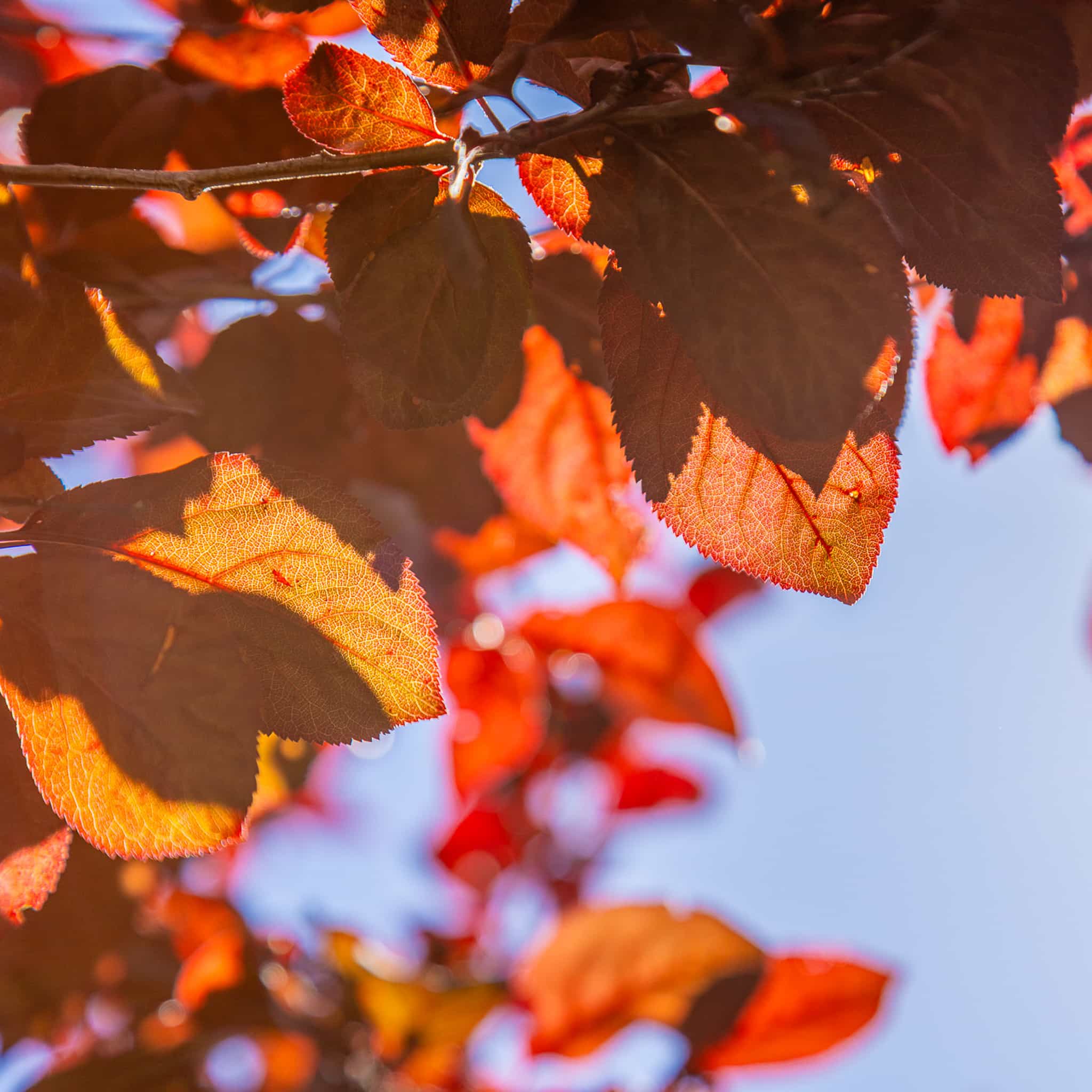 Purple Leaf Plum