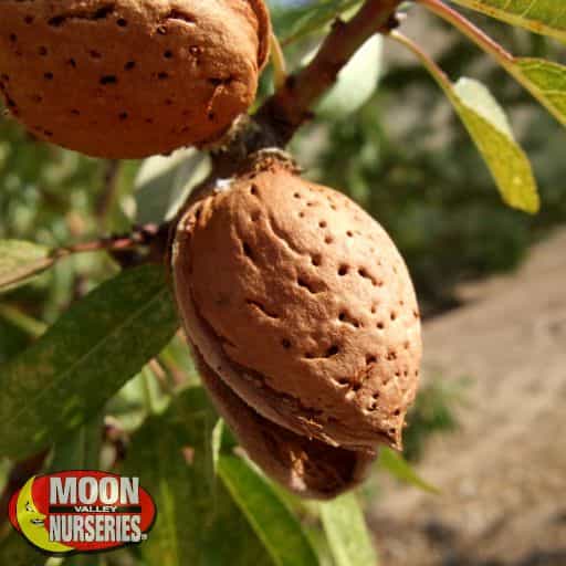 All in One Almond Tree almonds close up.