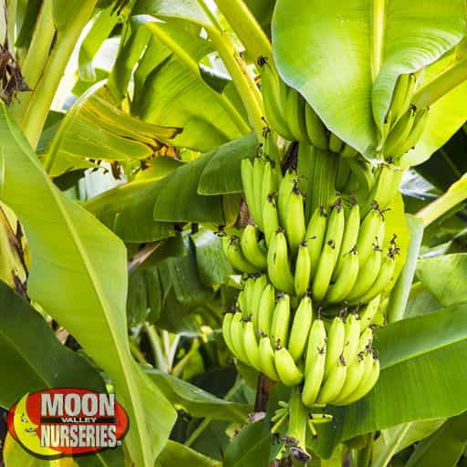 Banana Palm close up with fruit.