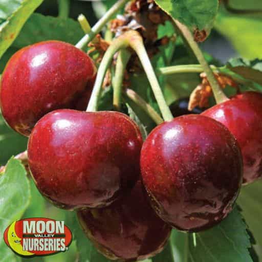 Royal Lee Cherry close up on a tree.