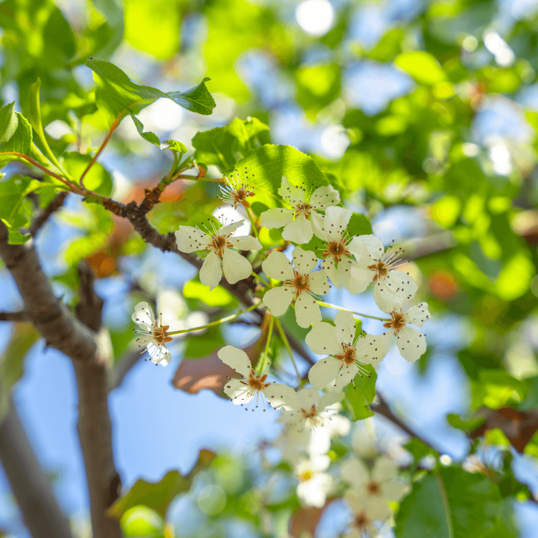 Flowering Pears Blooms