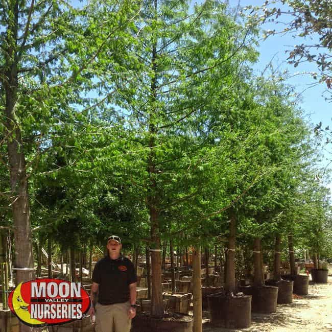 Bald Cypress in nursery with person