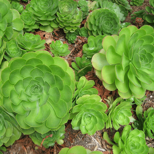 AEONIUM IRISH ROSE