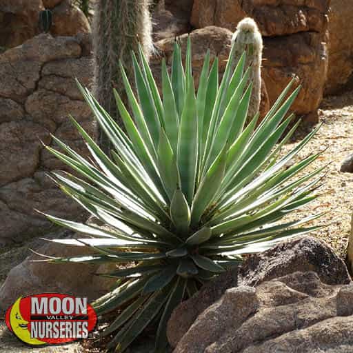 Beautiful Mature Caribbean Agave Planted In Yard