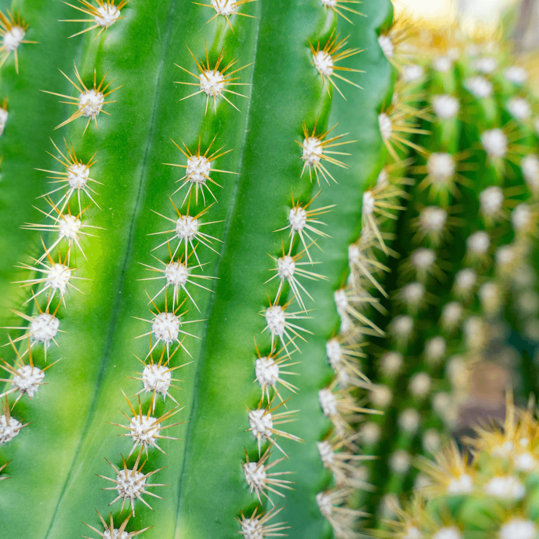 Beautiful Argentine Giant Hybrid Close Up With Thorns