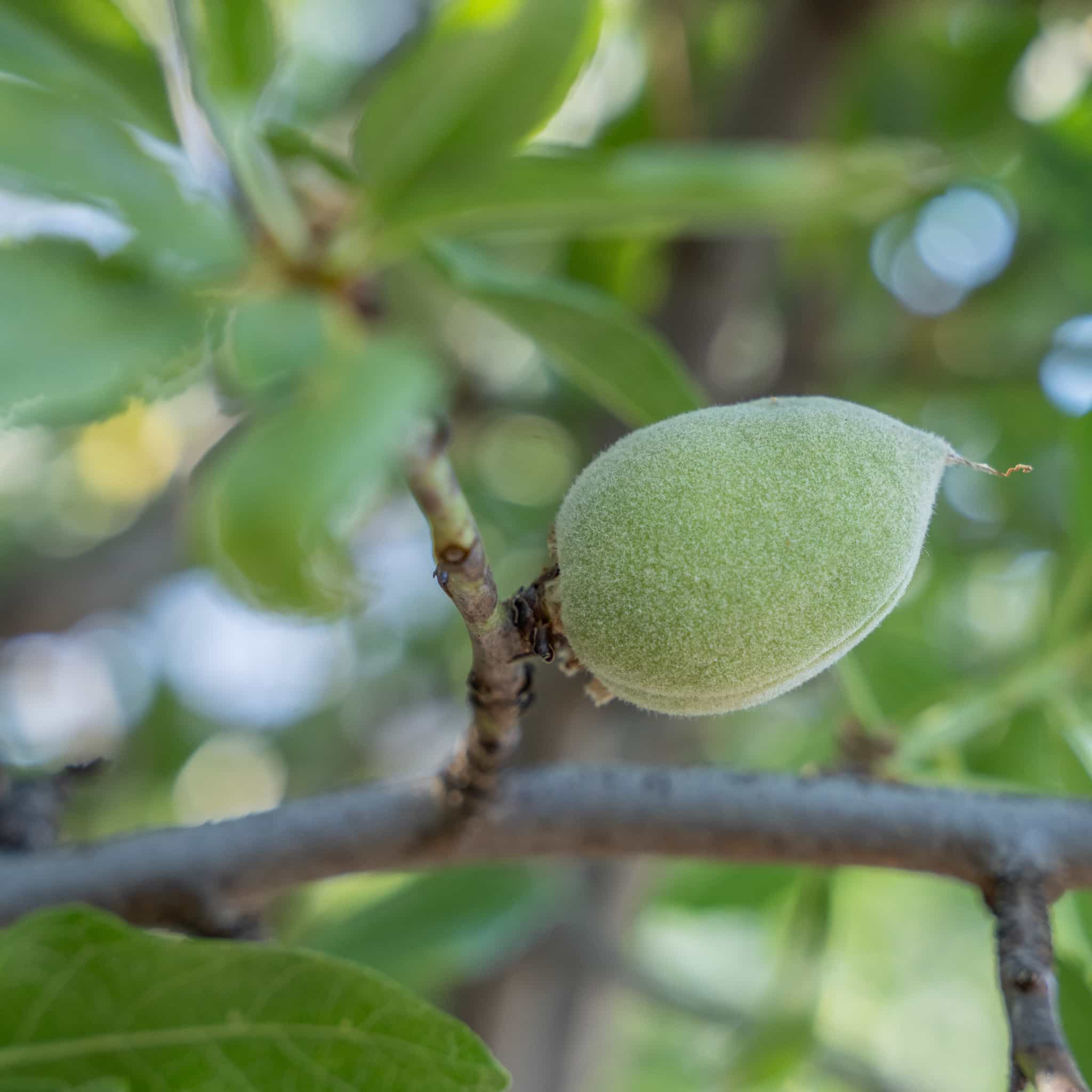 AIO Almond Tree