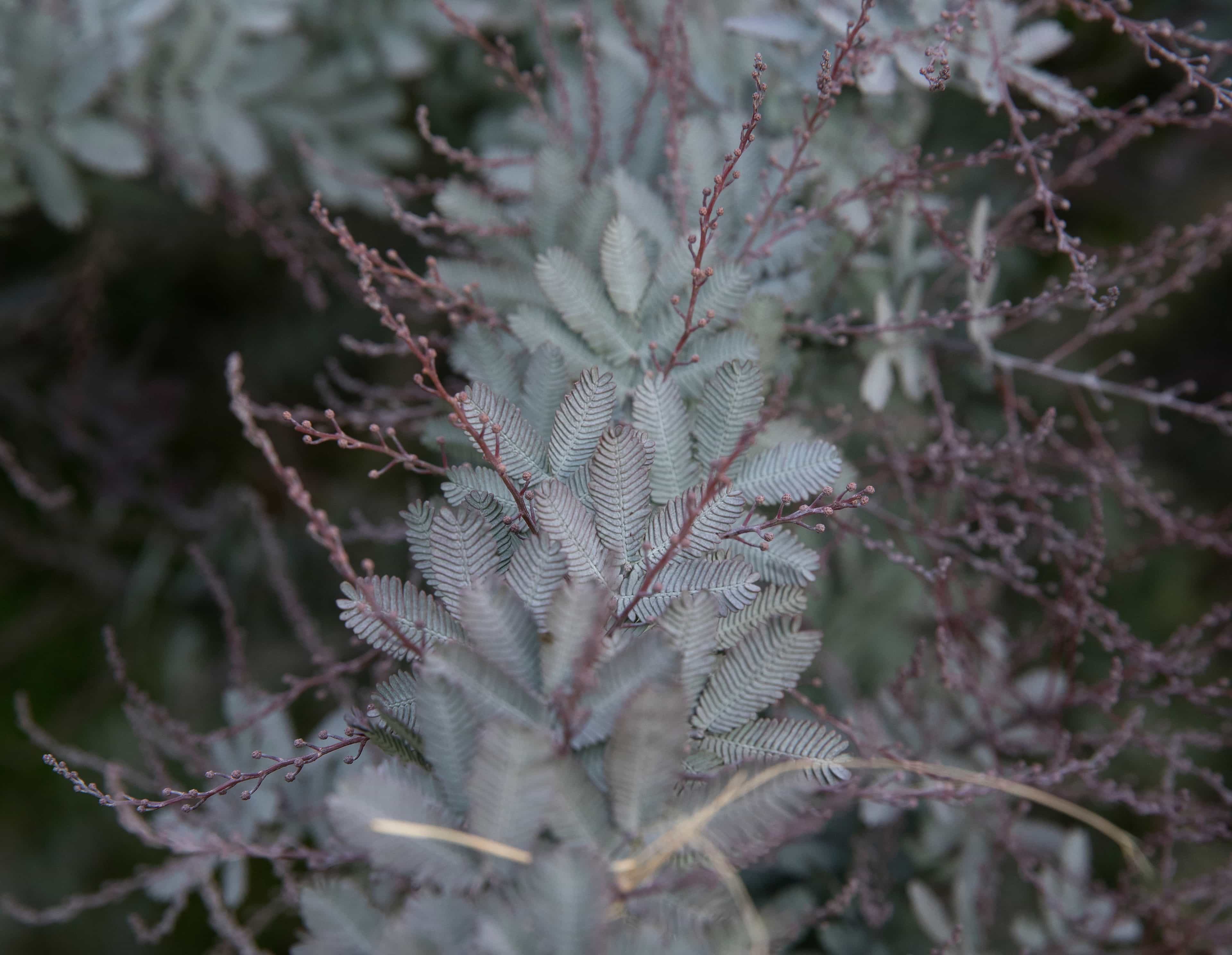 Acacia Baileyana Close Up leaves