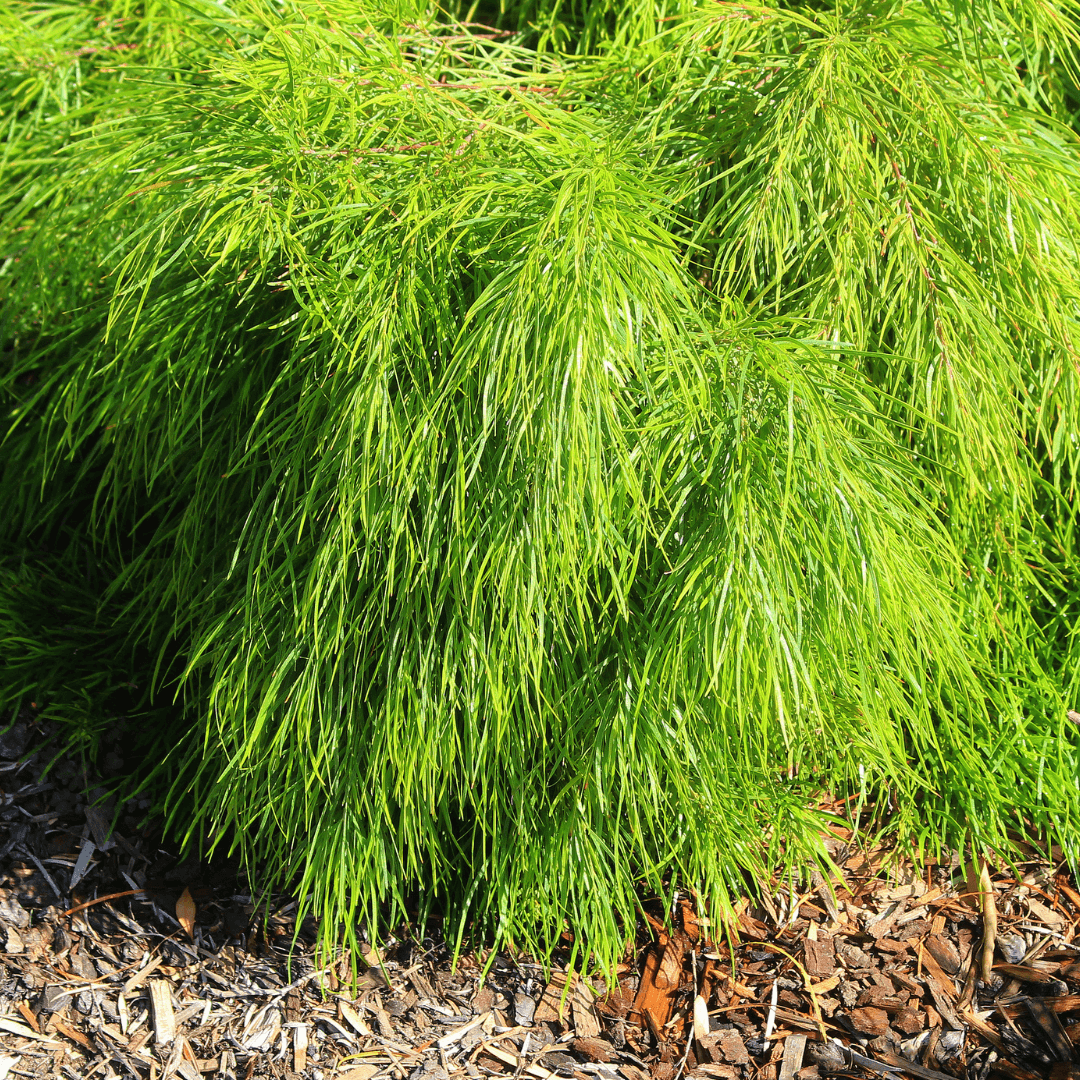 Dense Green Acacia Cognata