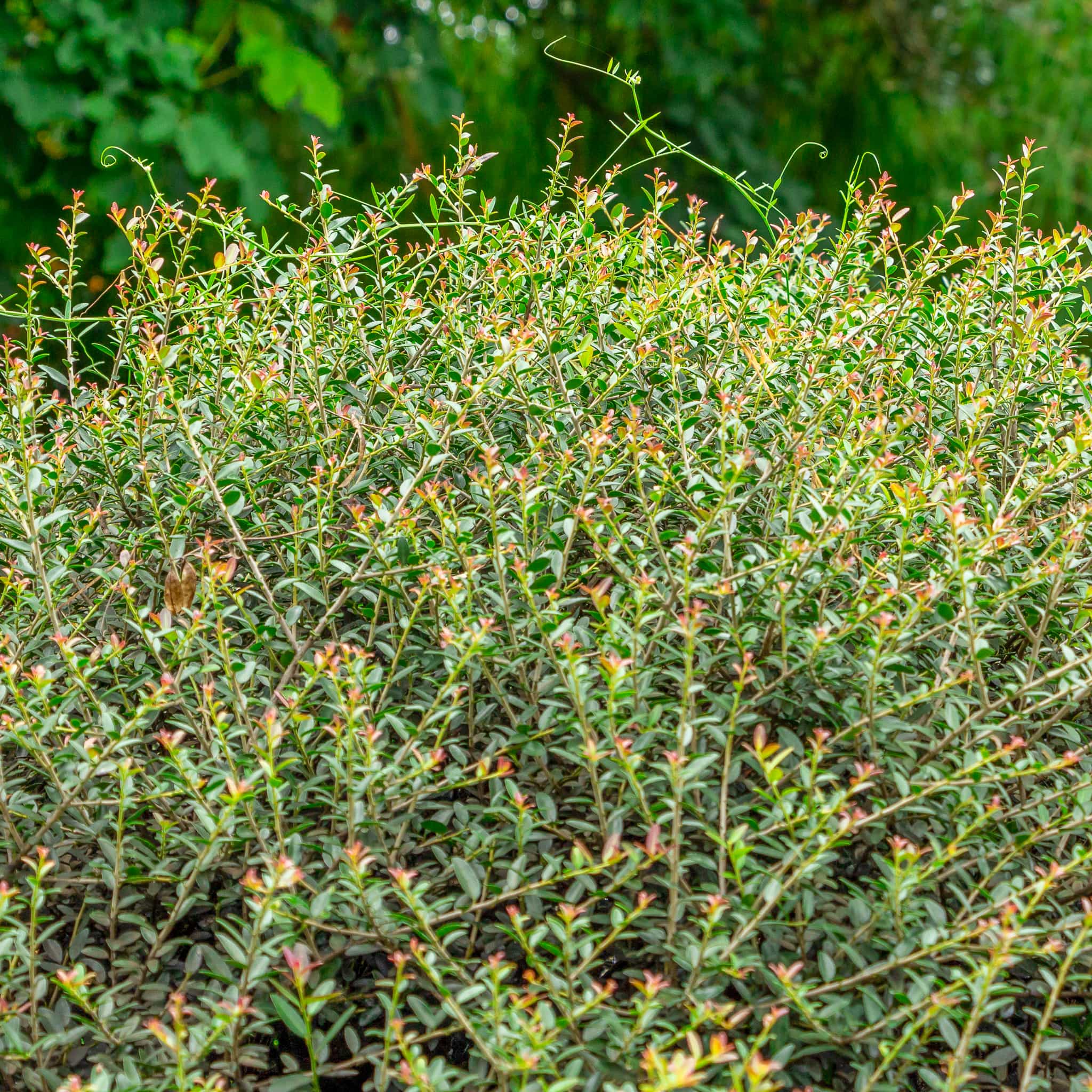 Pride of Houston Yaupon Holly