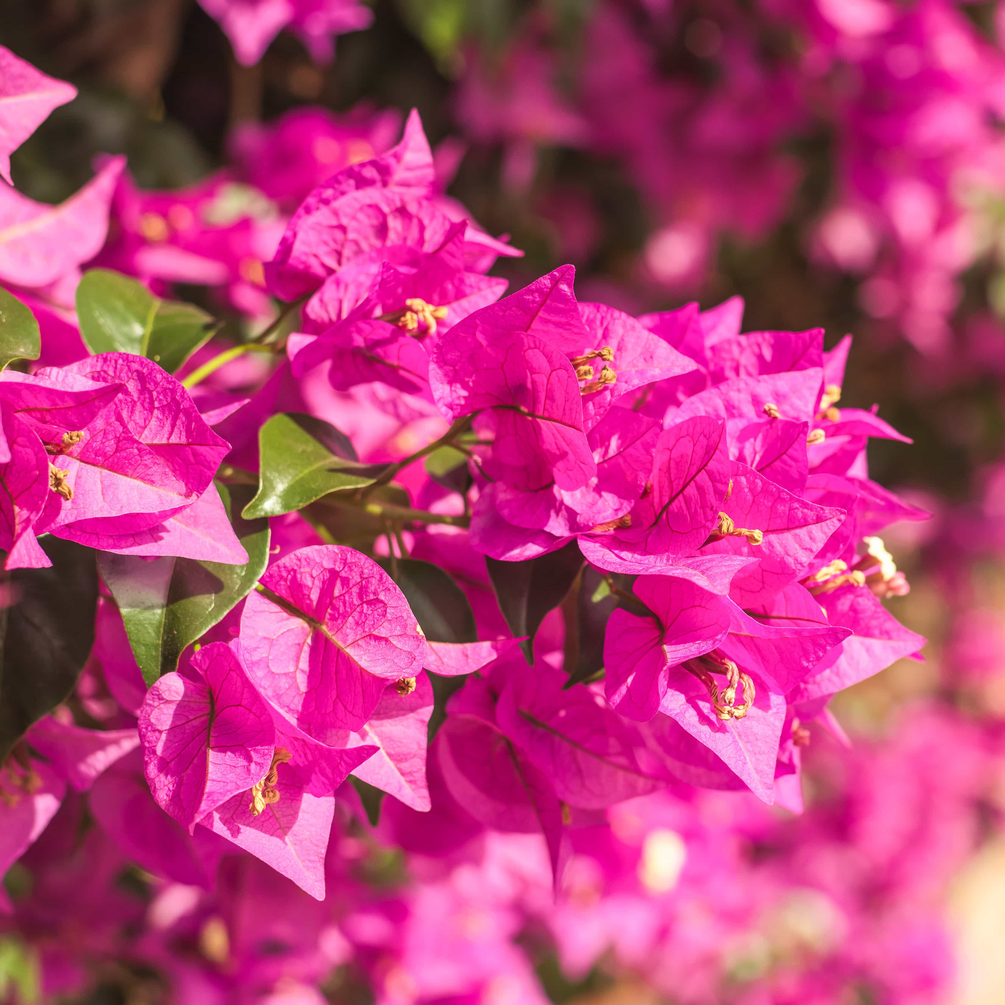 Bougainvillea