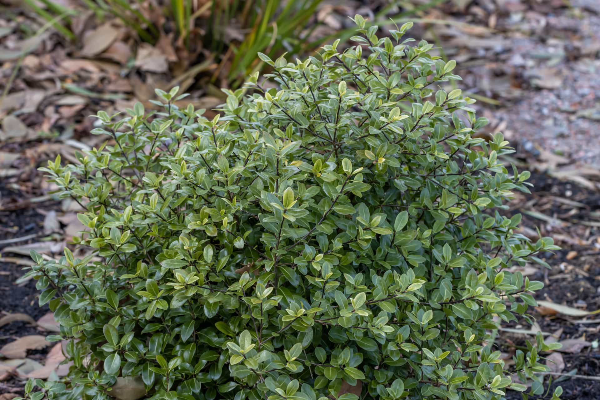Dense Green Golf Ball Pittosporum