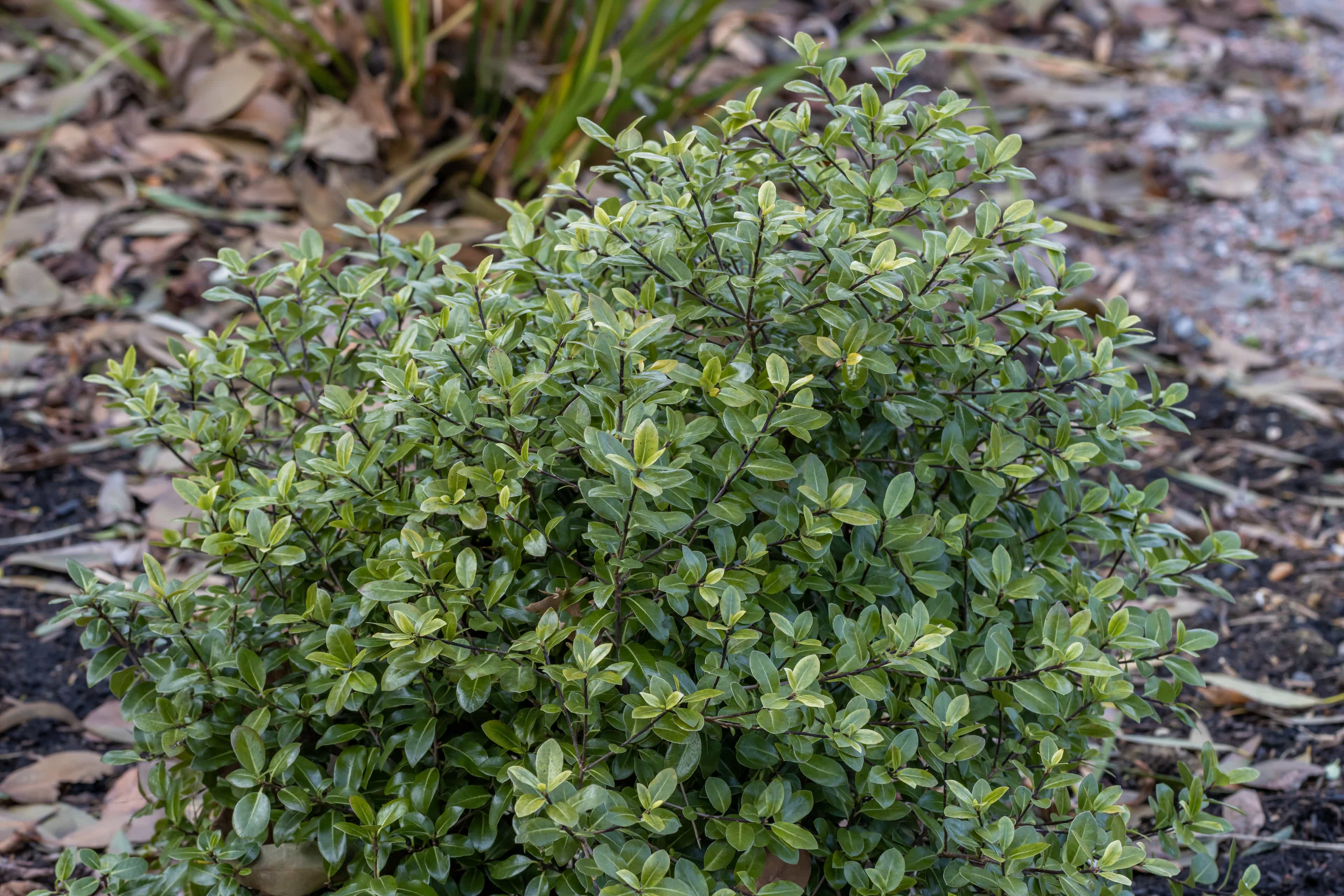 Dense Green Golf Ball Pittosporum