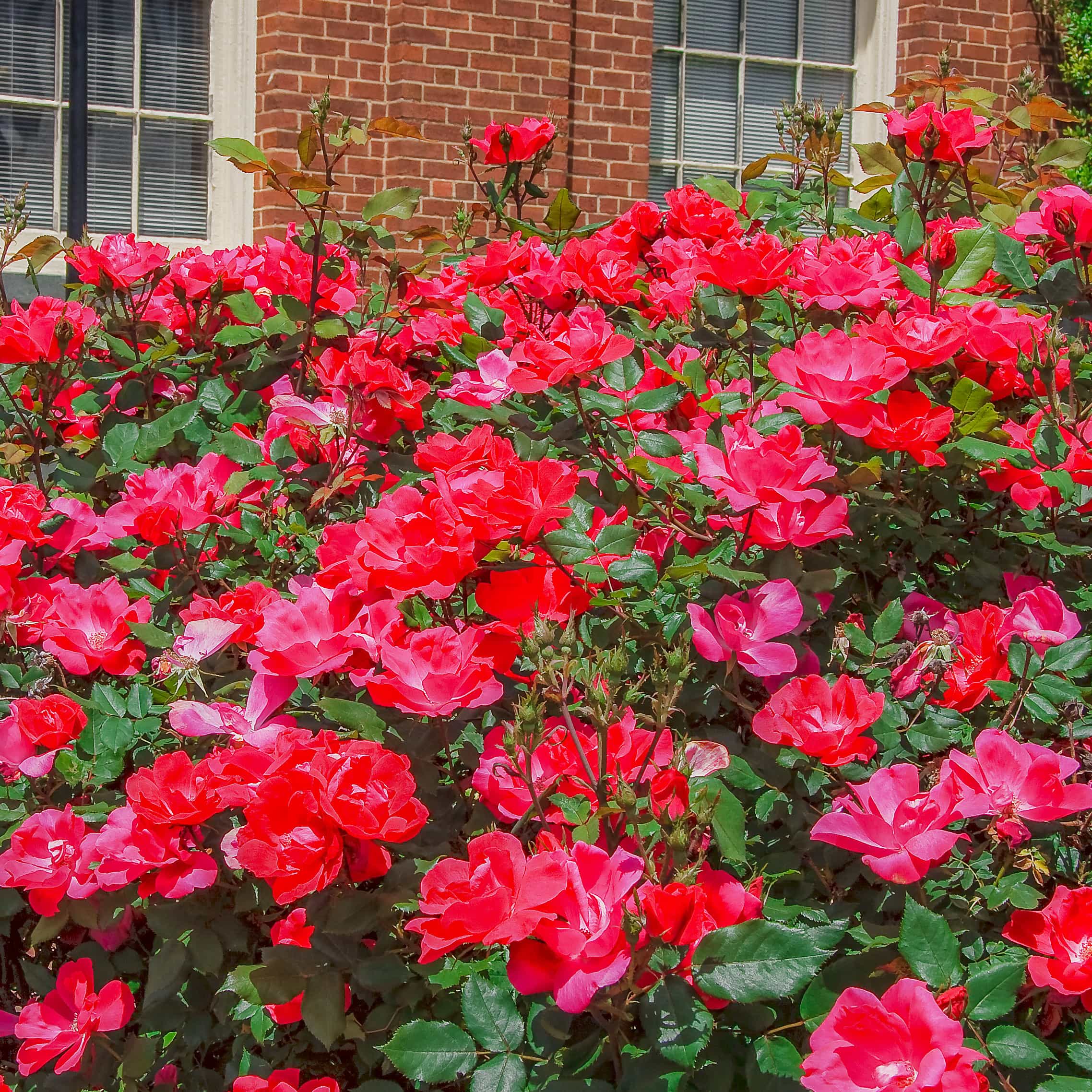 Knockout Roses