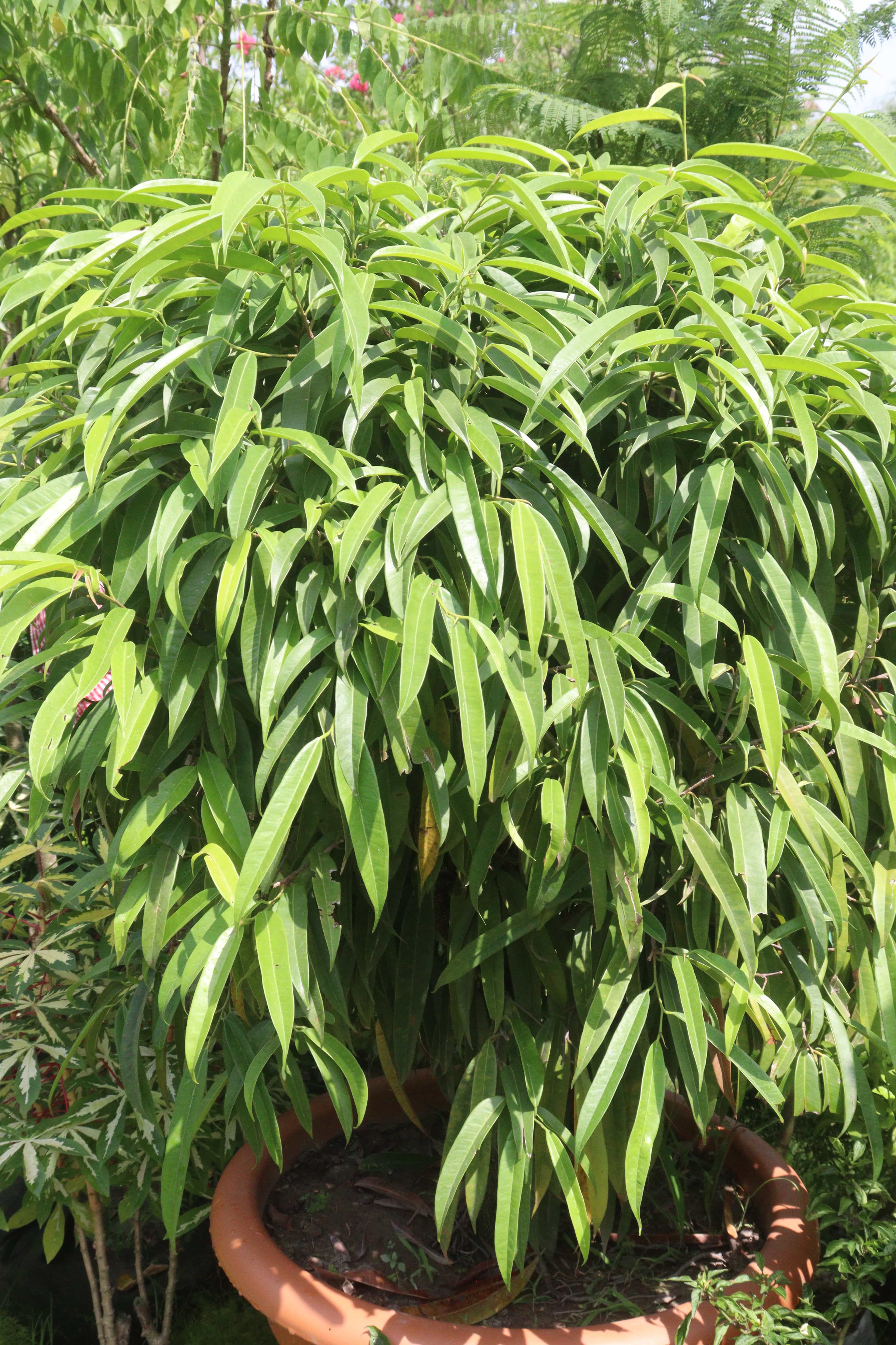 Dense Green Ficus Alii Tree Potted