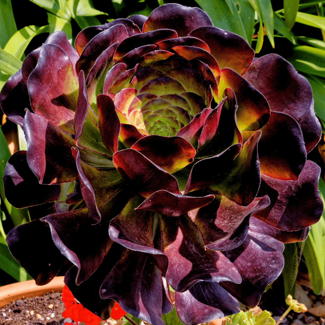 Aeonium
