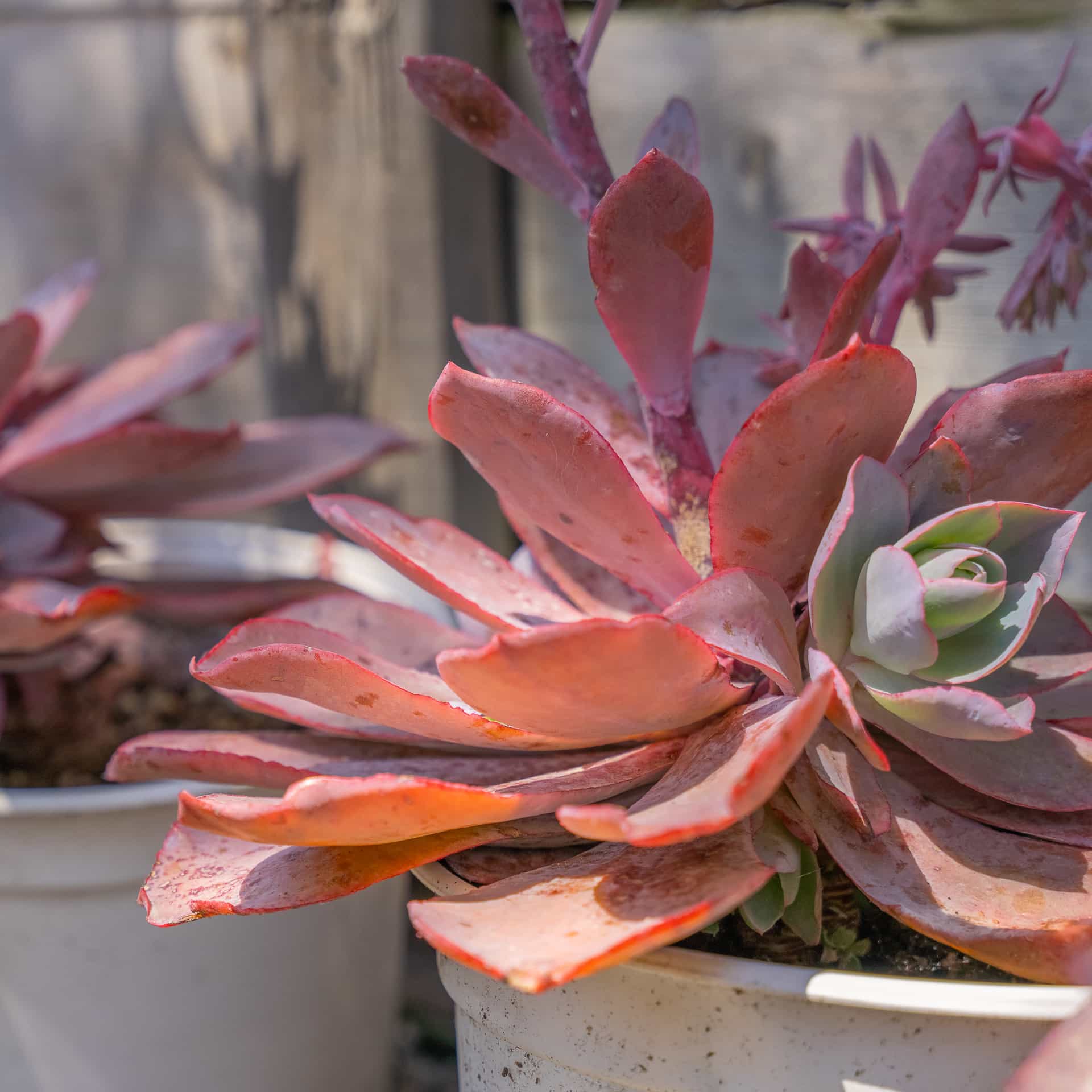 Aeonium Sunburst