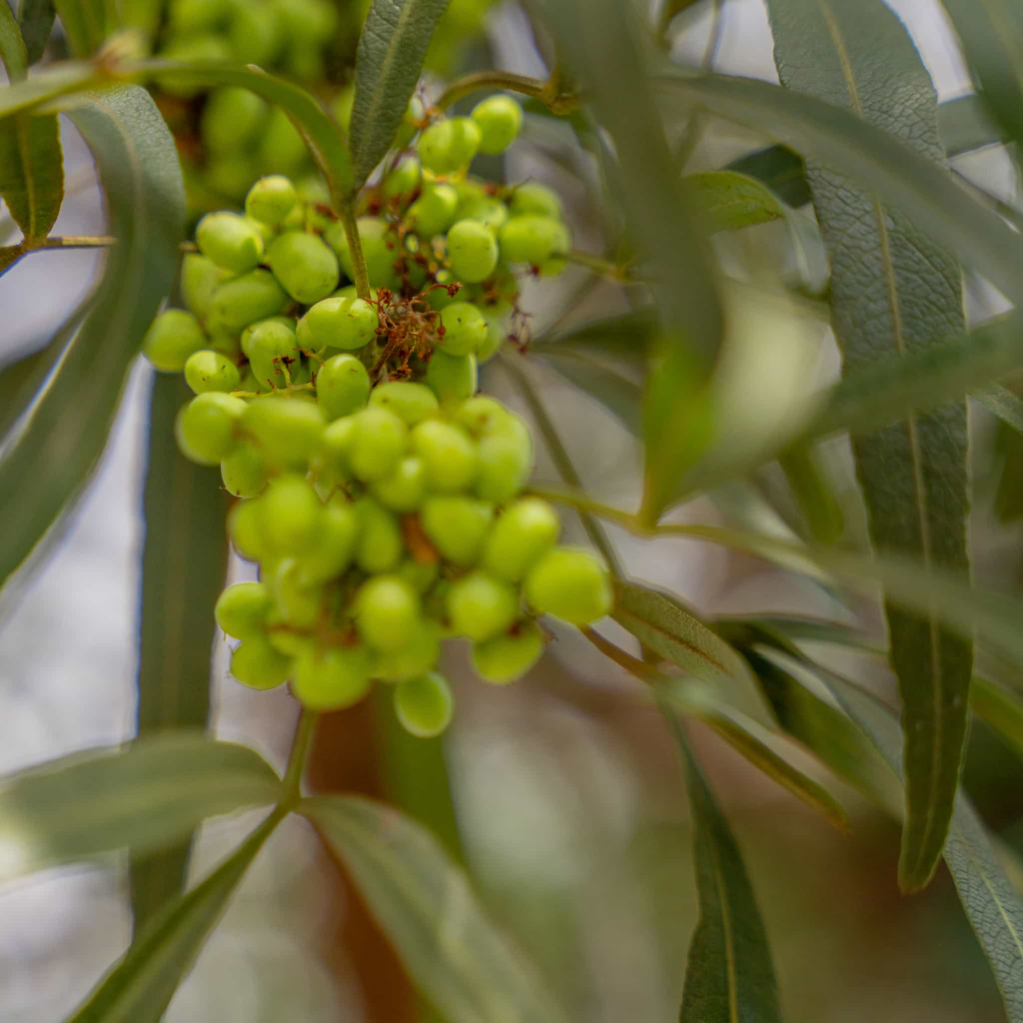 African Sumac