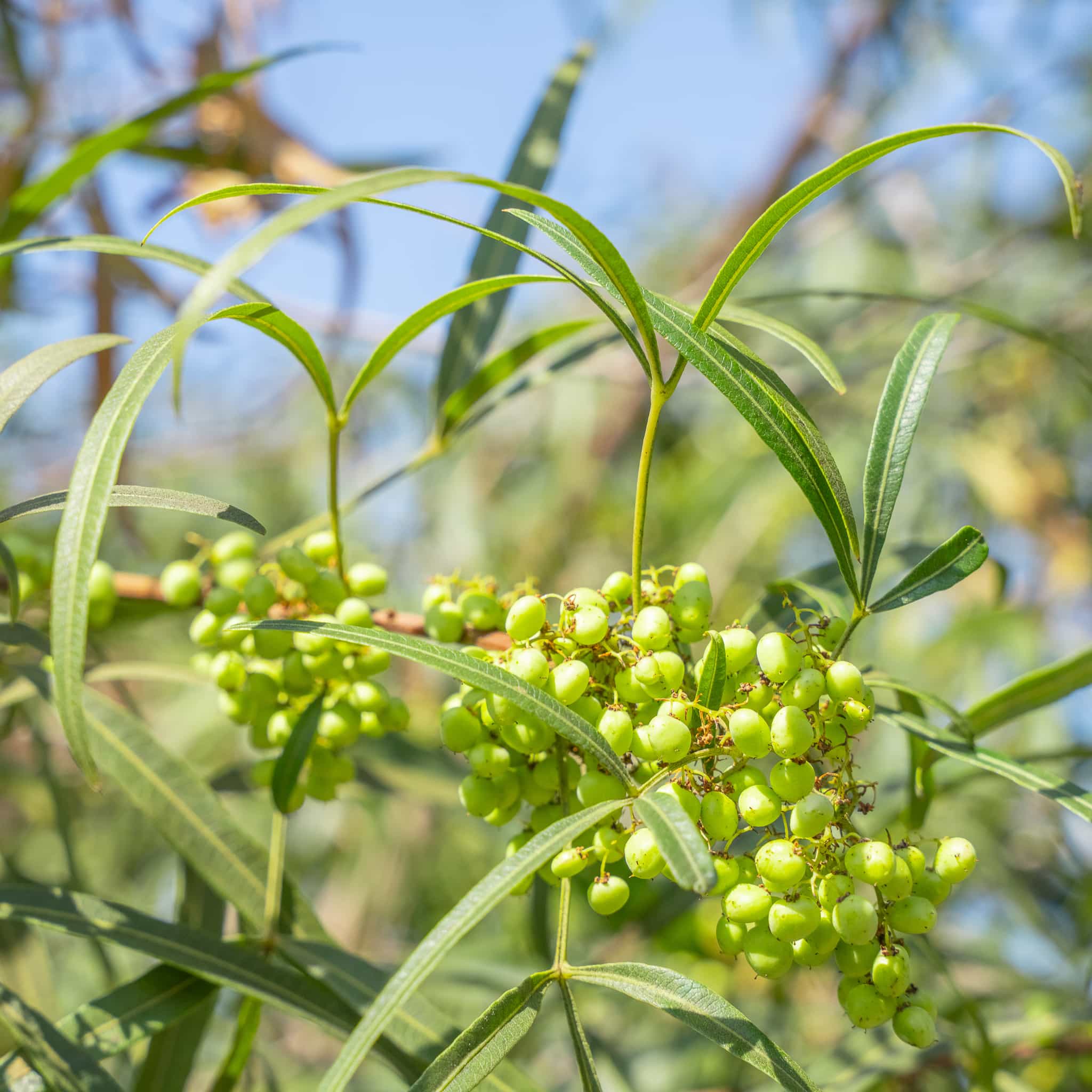 African Sumac