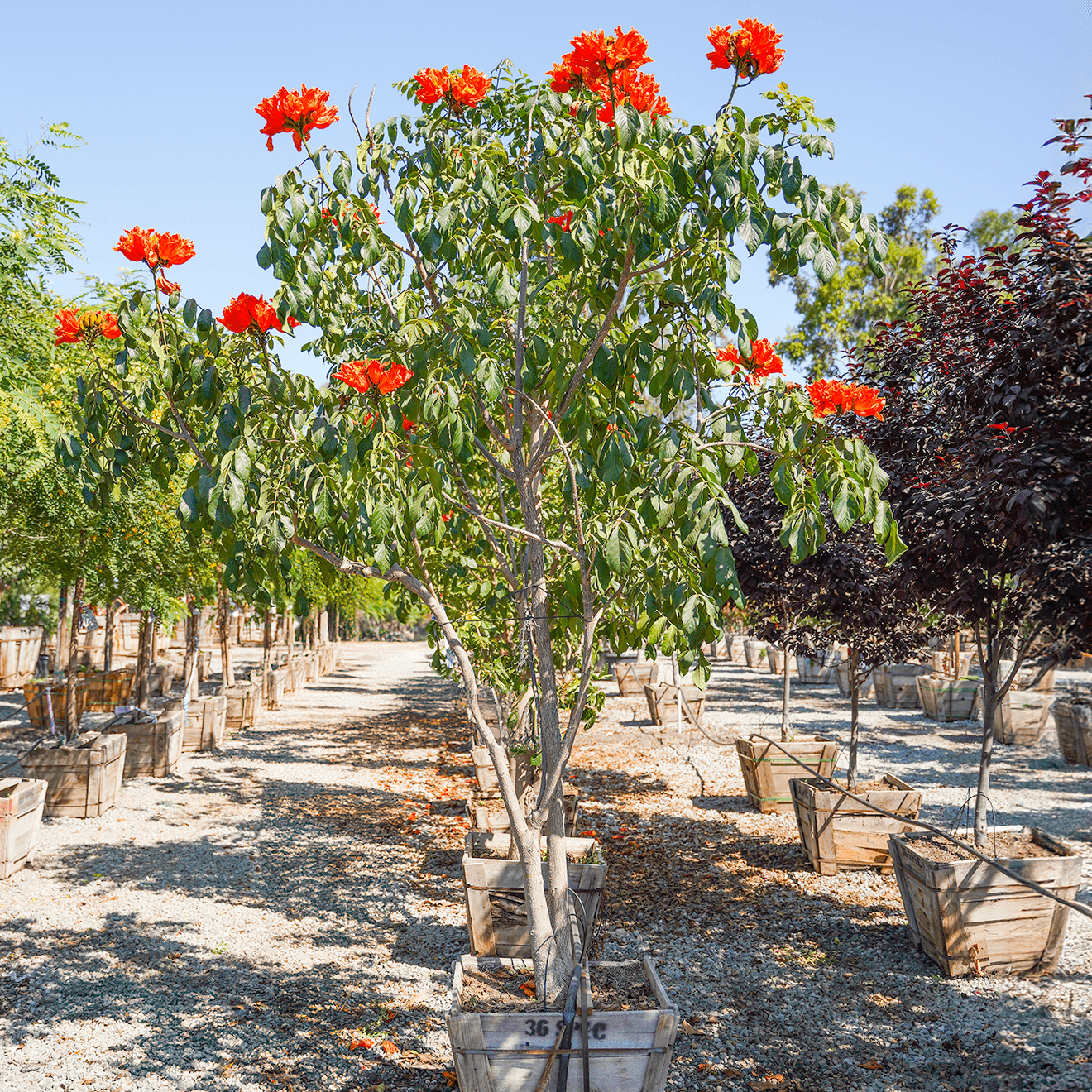 African Tulip Orange