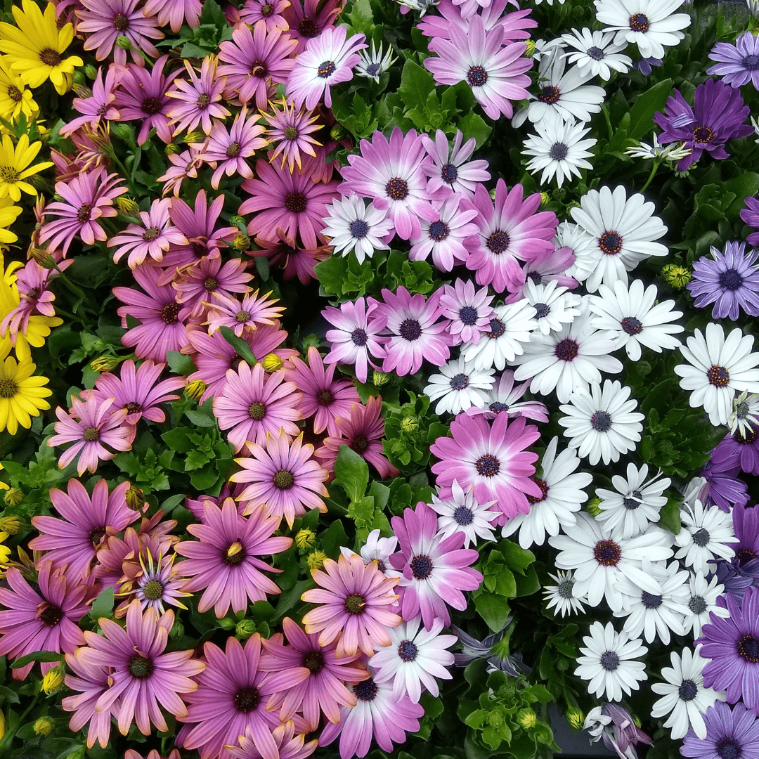 Beautiful Assorted African Daisy Flower Blooms