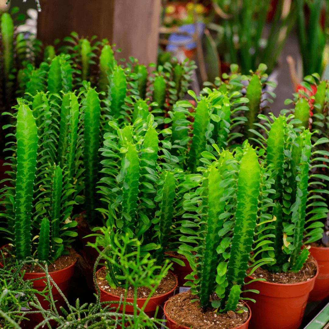 Multiple Beautiful Green African Milk Tree
