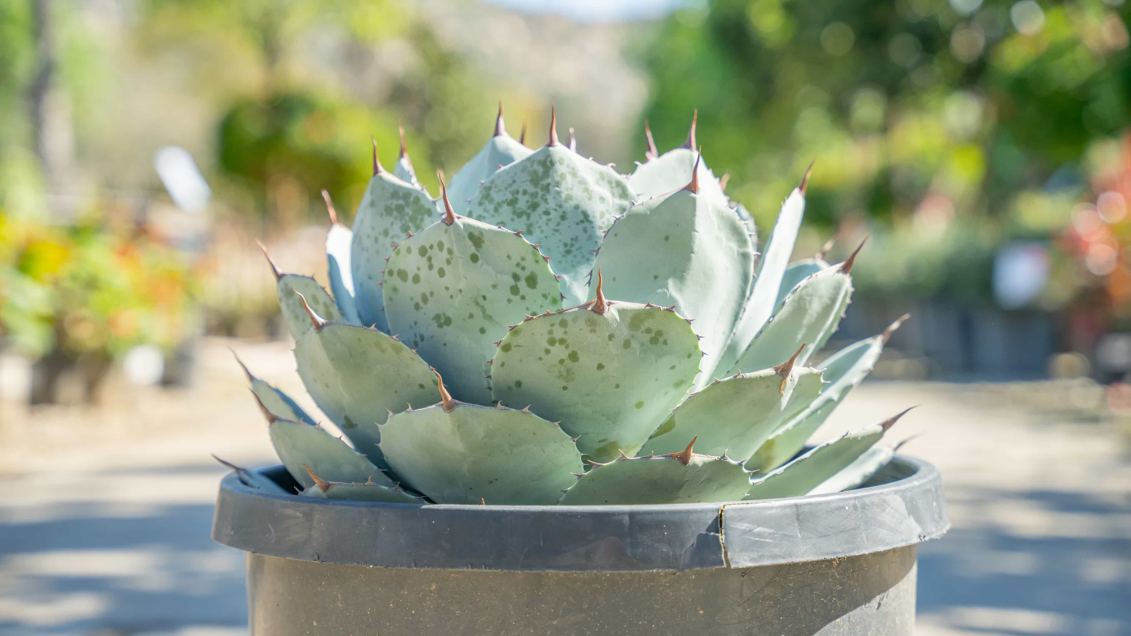 Beautiful Artichoke Agave Plant