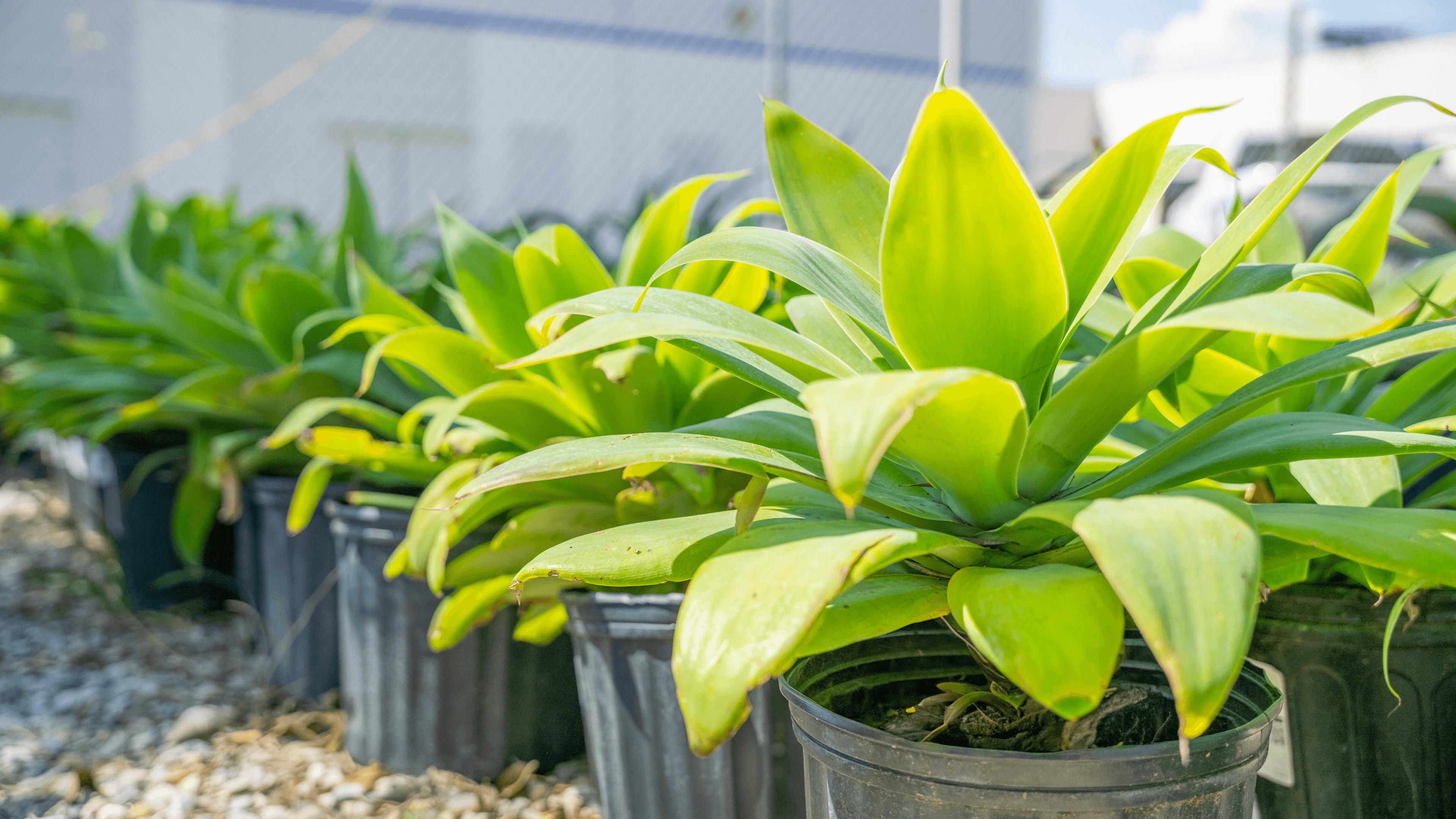 Row of Foxtail Agave Potted