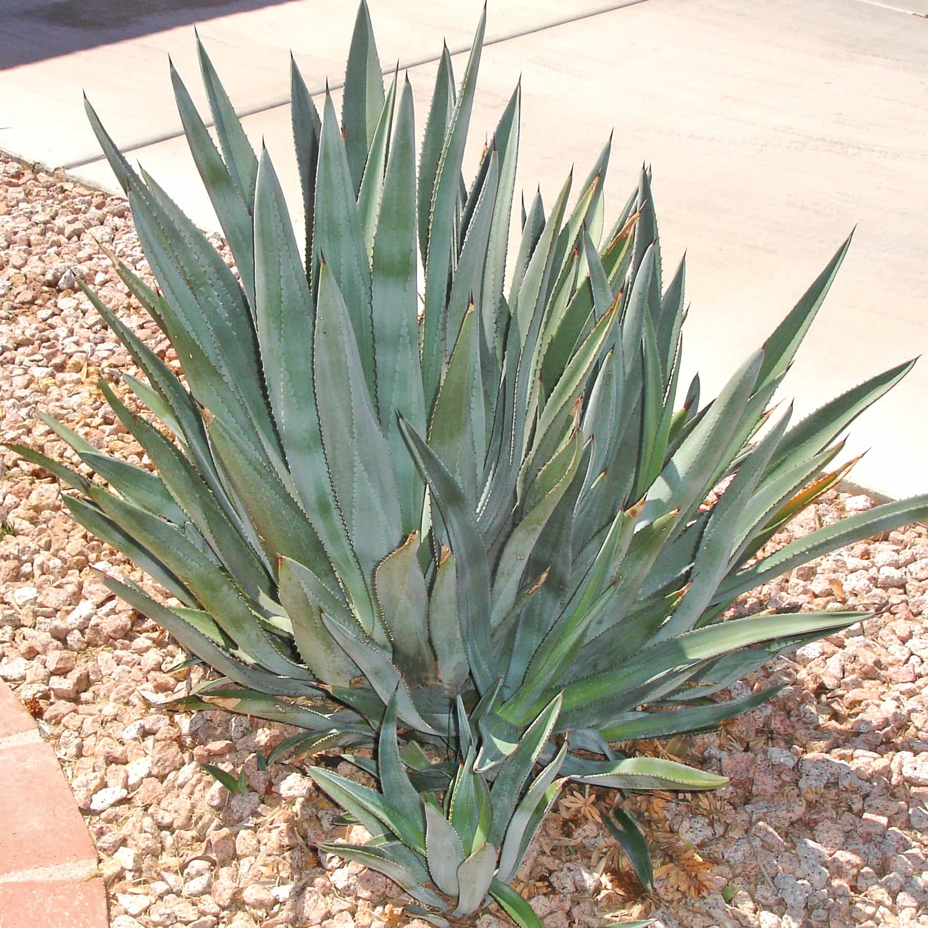 Murphy's Agave Planted
