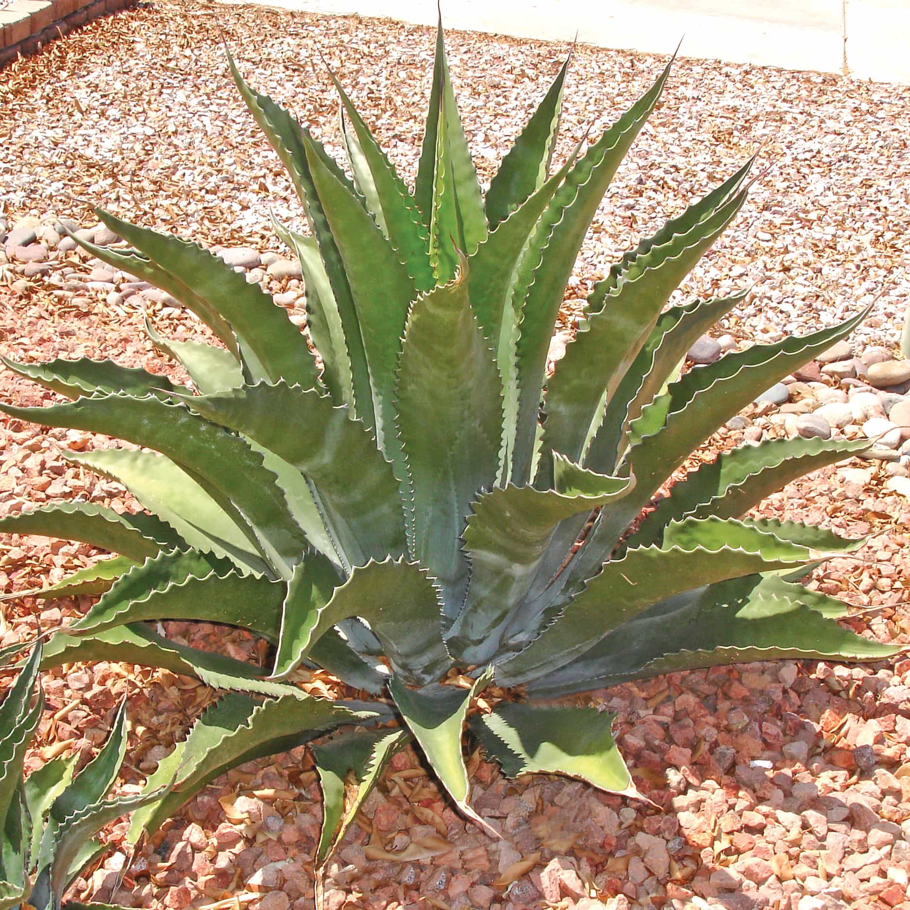 Agave Salmiana