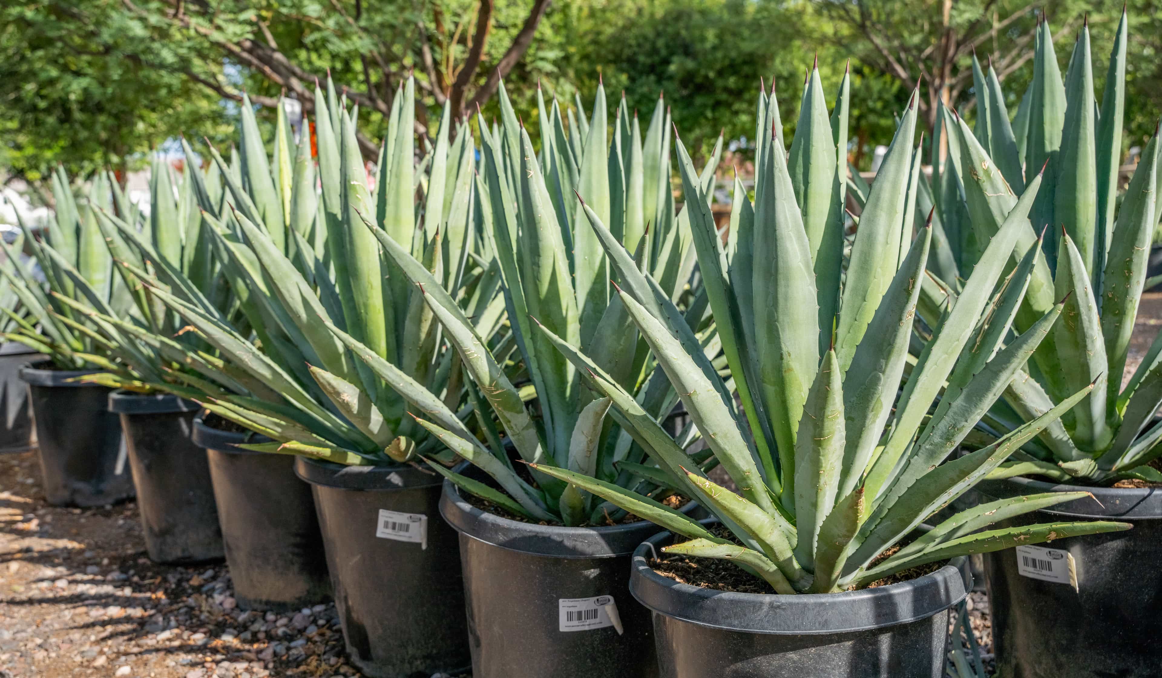 Multiple Mature Agave Tequilana Plants Potted In Nursery Aisle