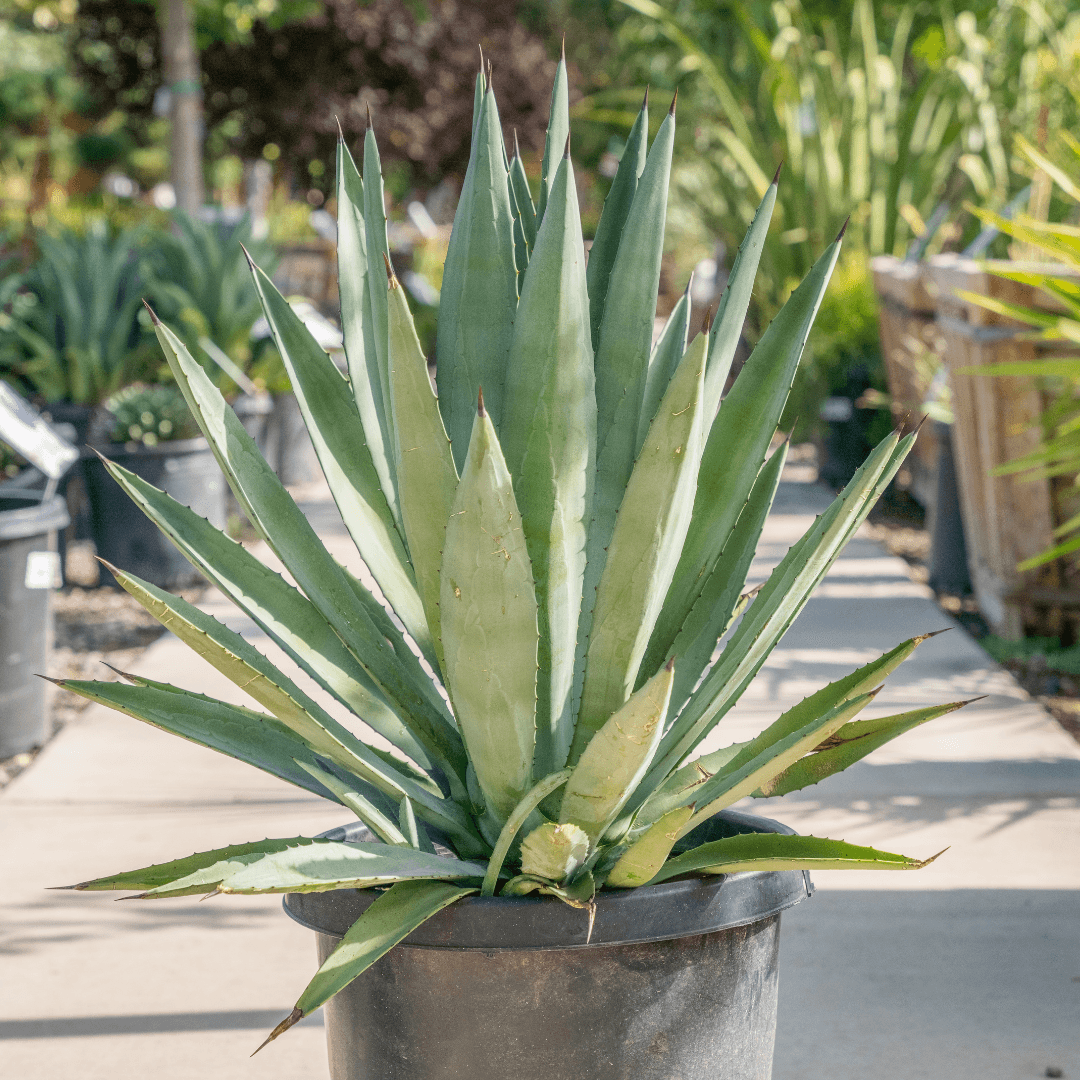 Single Mature Agave Tequilana Plant Potted In Nursery Aisle