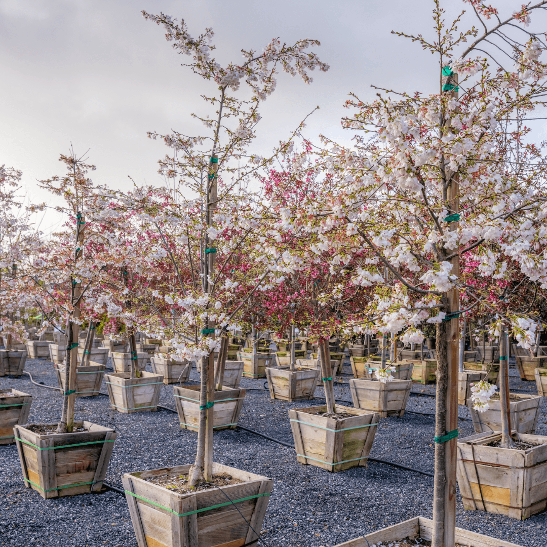 Akebono Cherry Trees