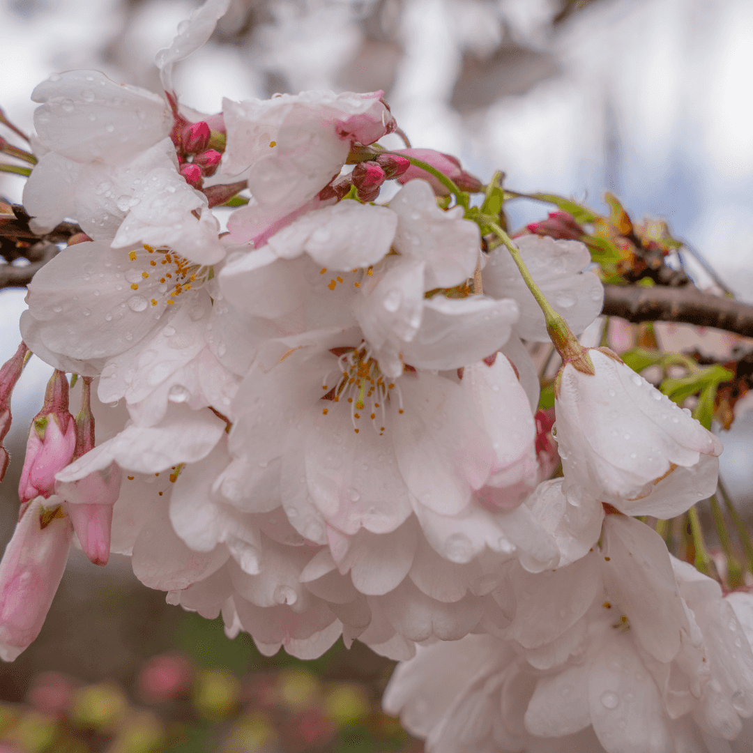 Akebono Cherry blossoms