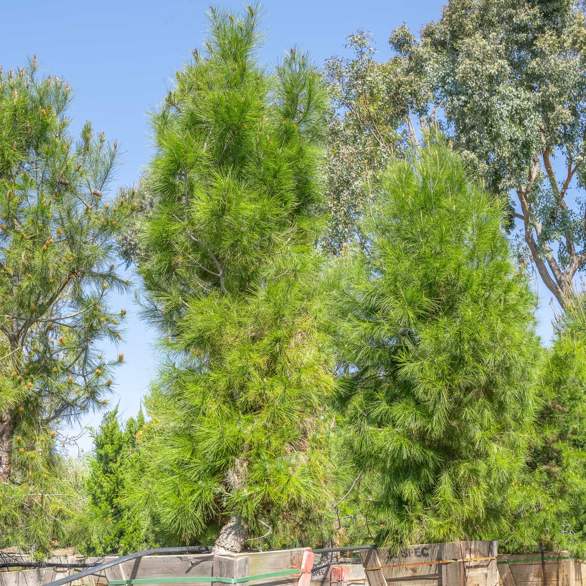 Aleppo Pine
