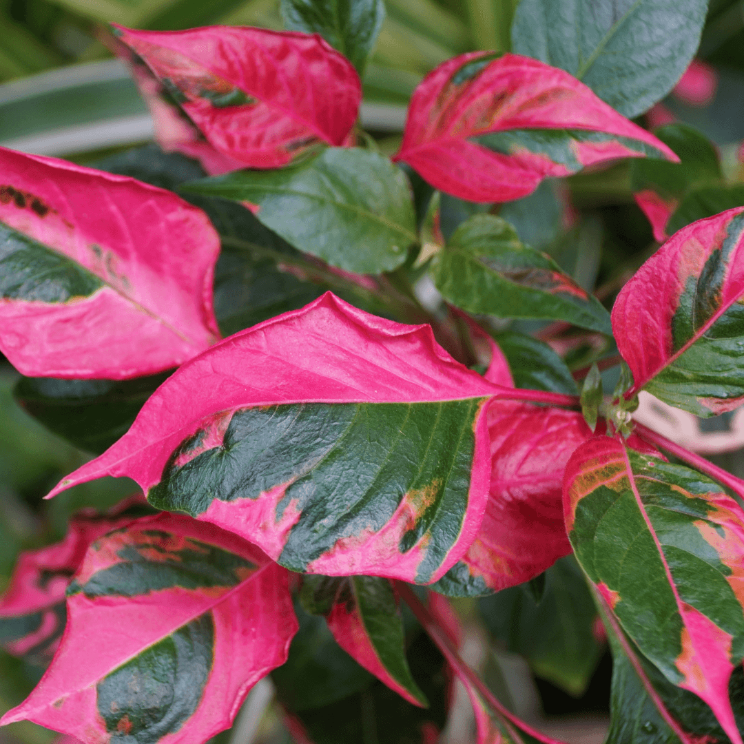 Lush Colorful Alternanthera