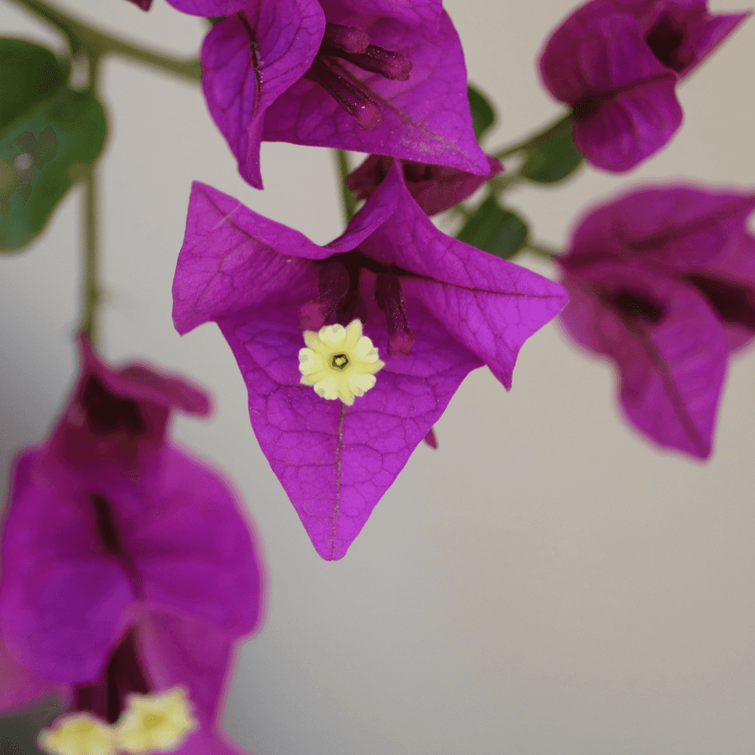 Beautiful Blooming Bougainvillea Alexandra Plant 