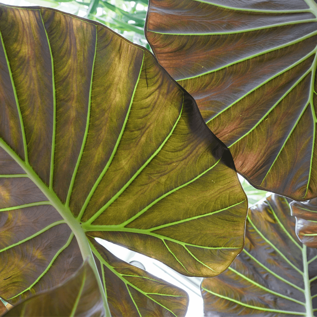 Colorful Alocasia Regal Shield Plant