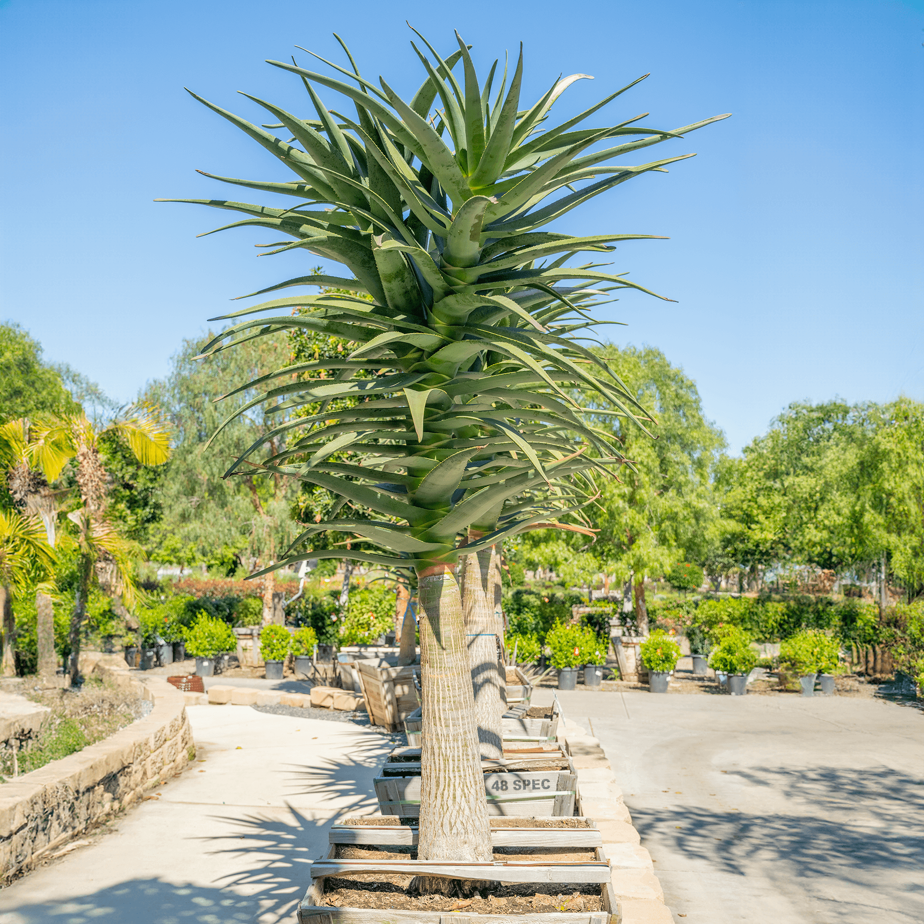 Aloe Hercules Tree