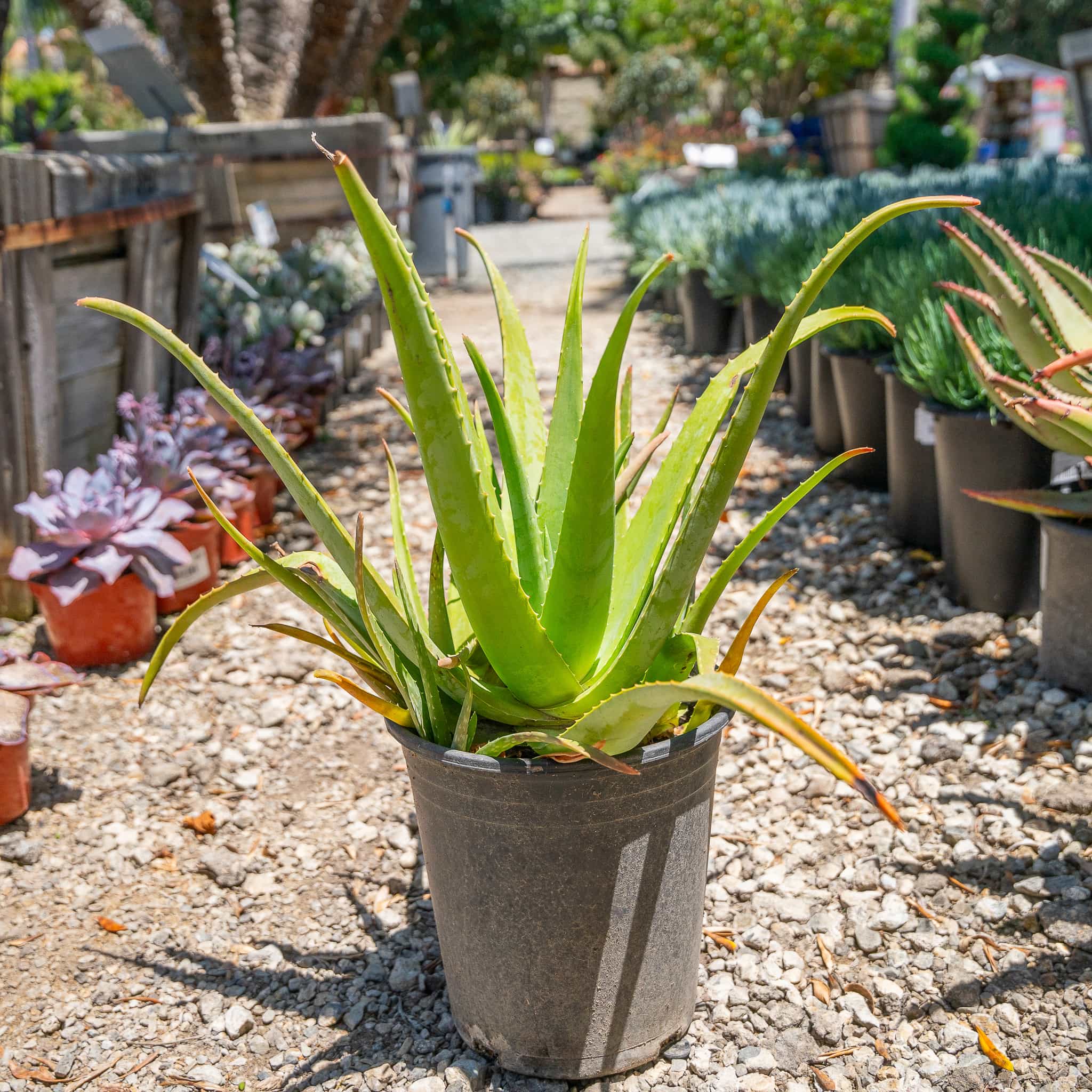 Aloe Vera