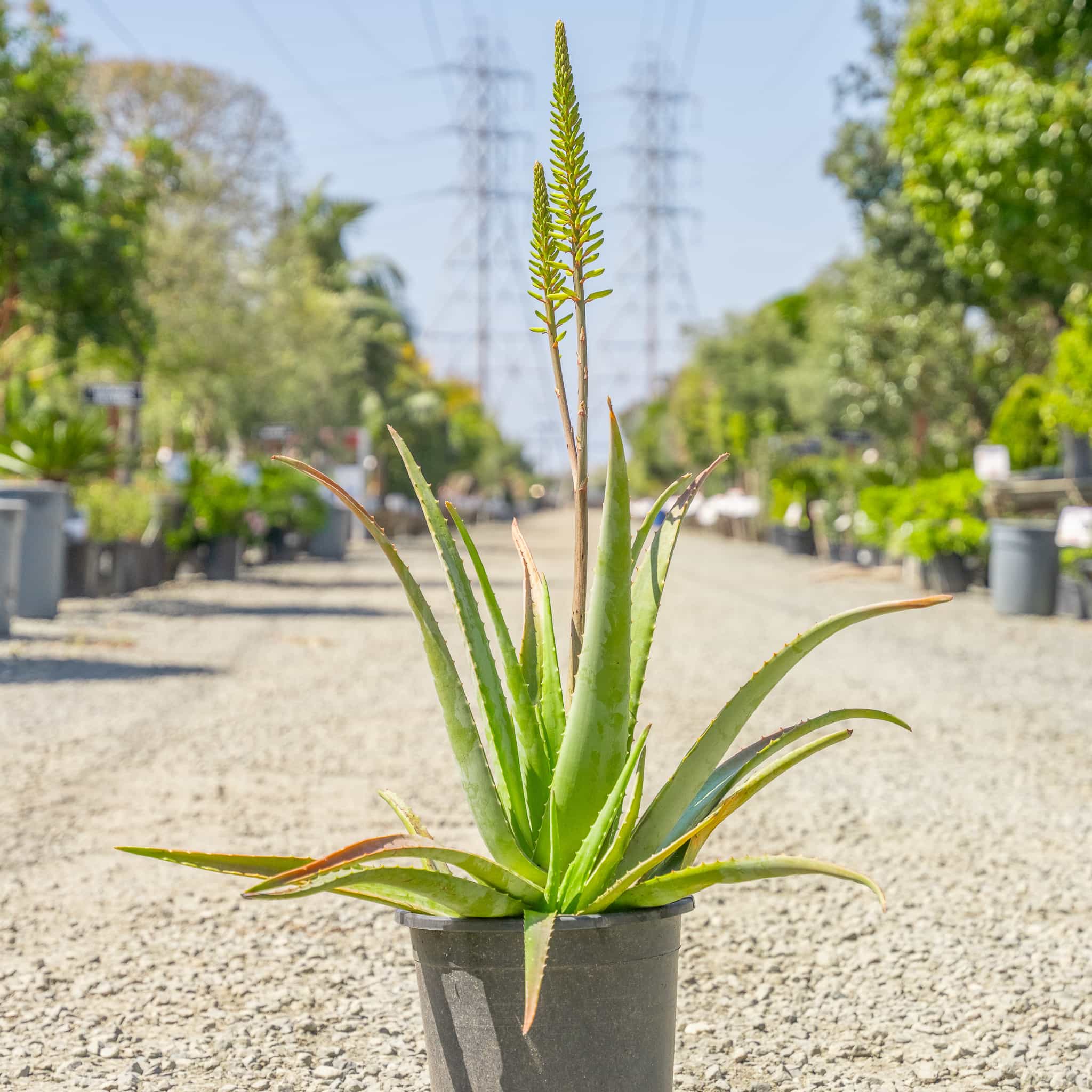 Aloe Vera
