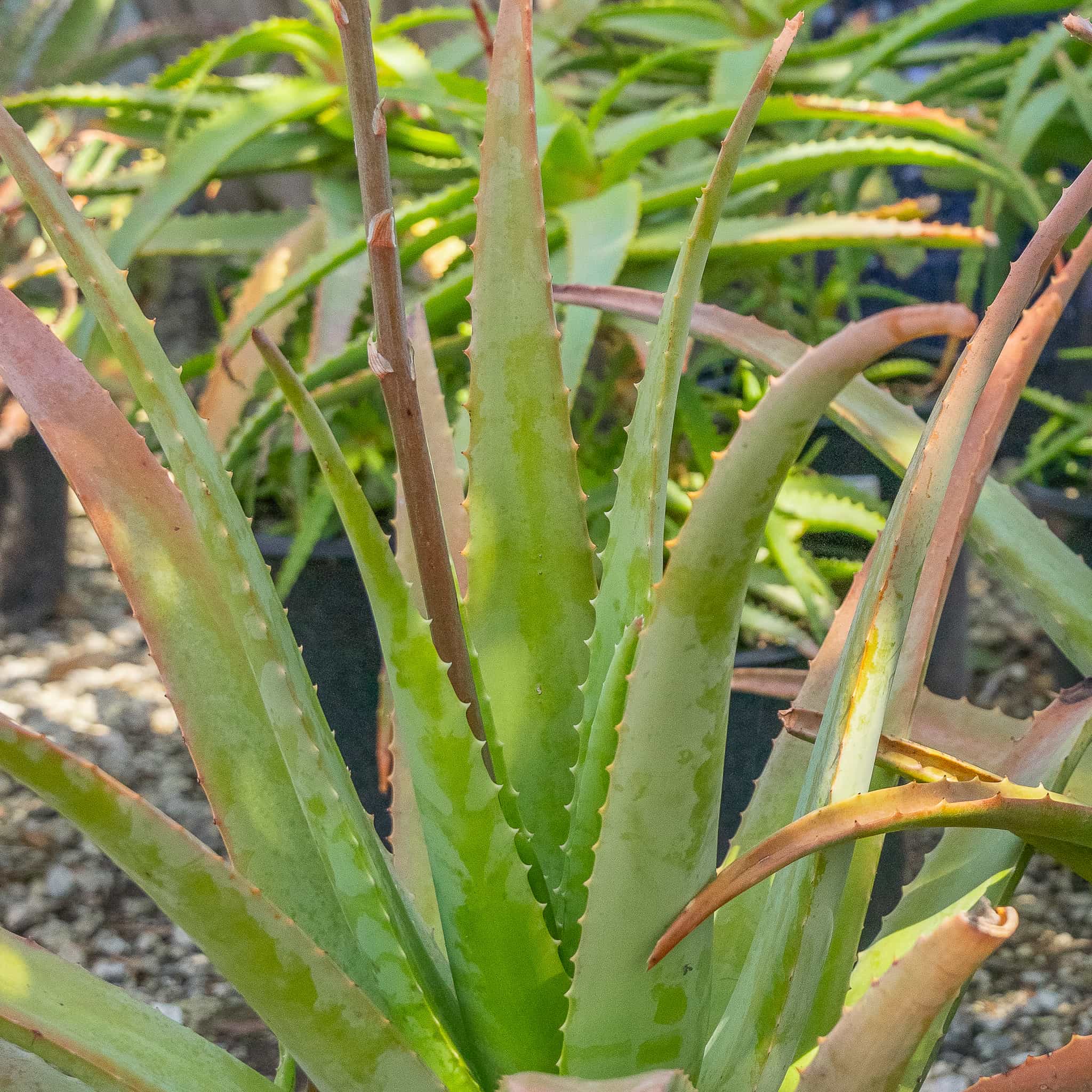 Aloe Vera