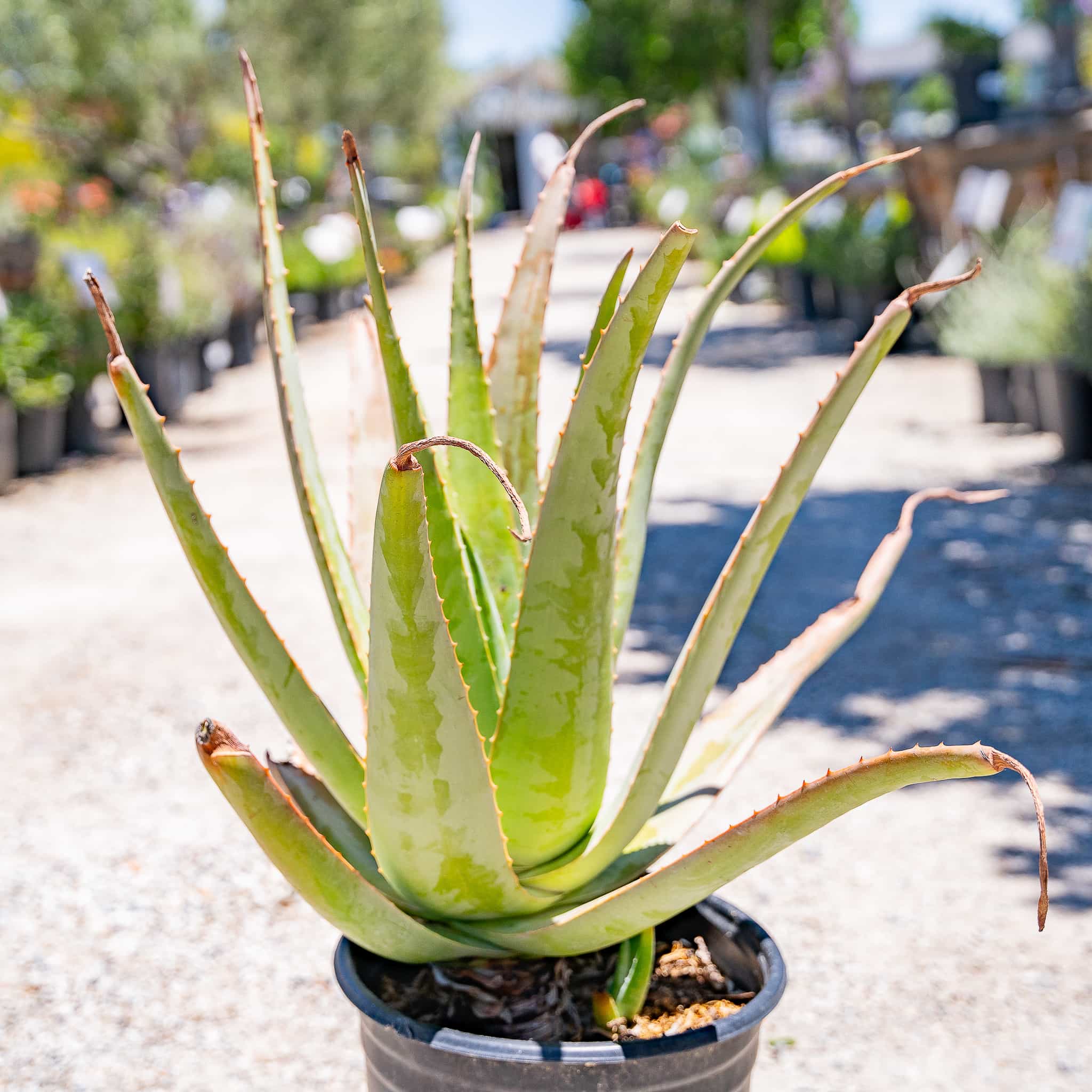 Aloe Vera
