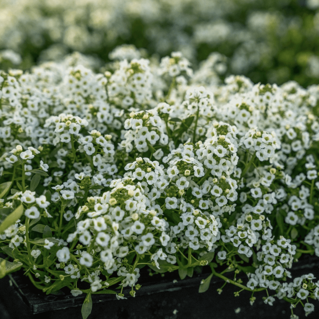 Beautiful White Alyssum Blooms