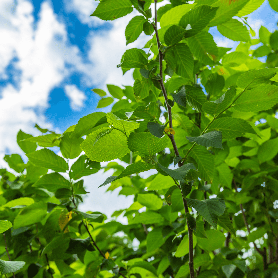 American Hornbeam Canopy