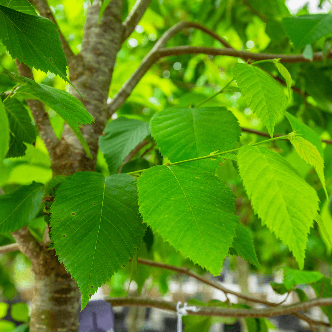 American Hornbeam Foliage