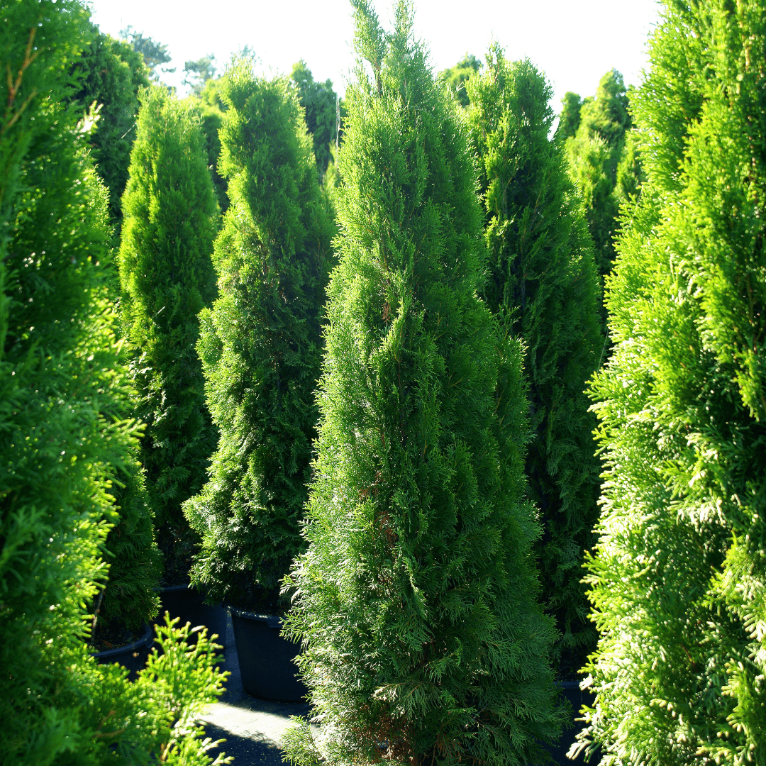 Multiple Mature American Arborvitae's In rows at Nursery