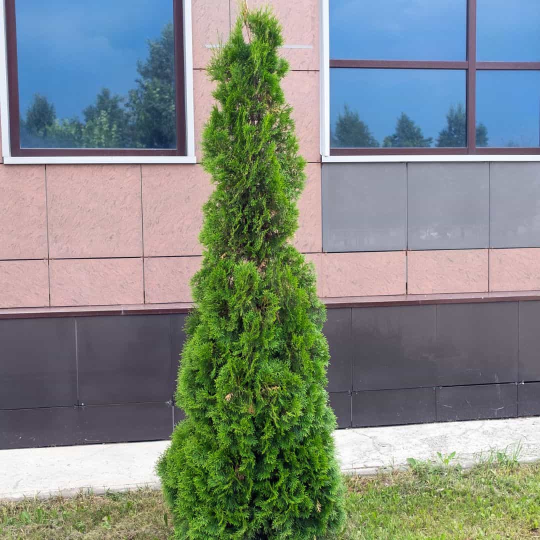 Single Mature American Pillar Arborvitae Planted