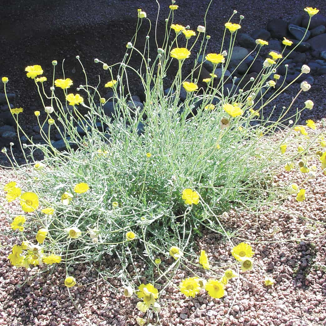 Angelita Daisy