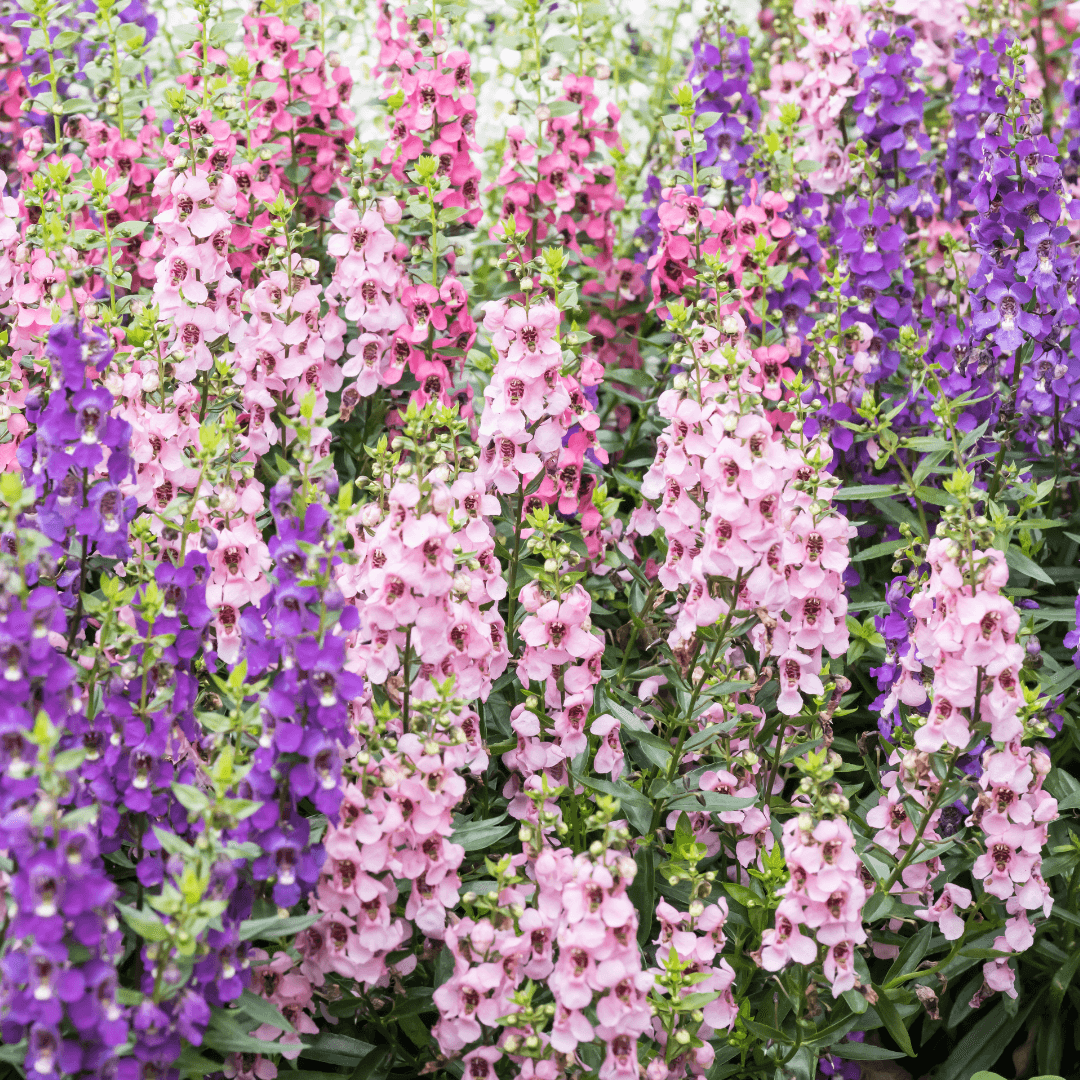 Beautiful Assorted Angelonia Blooms 
