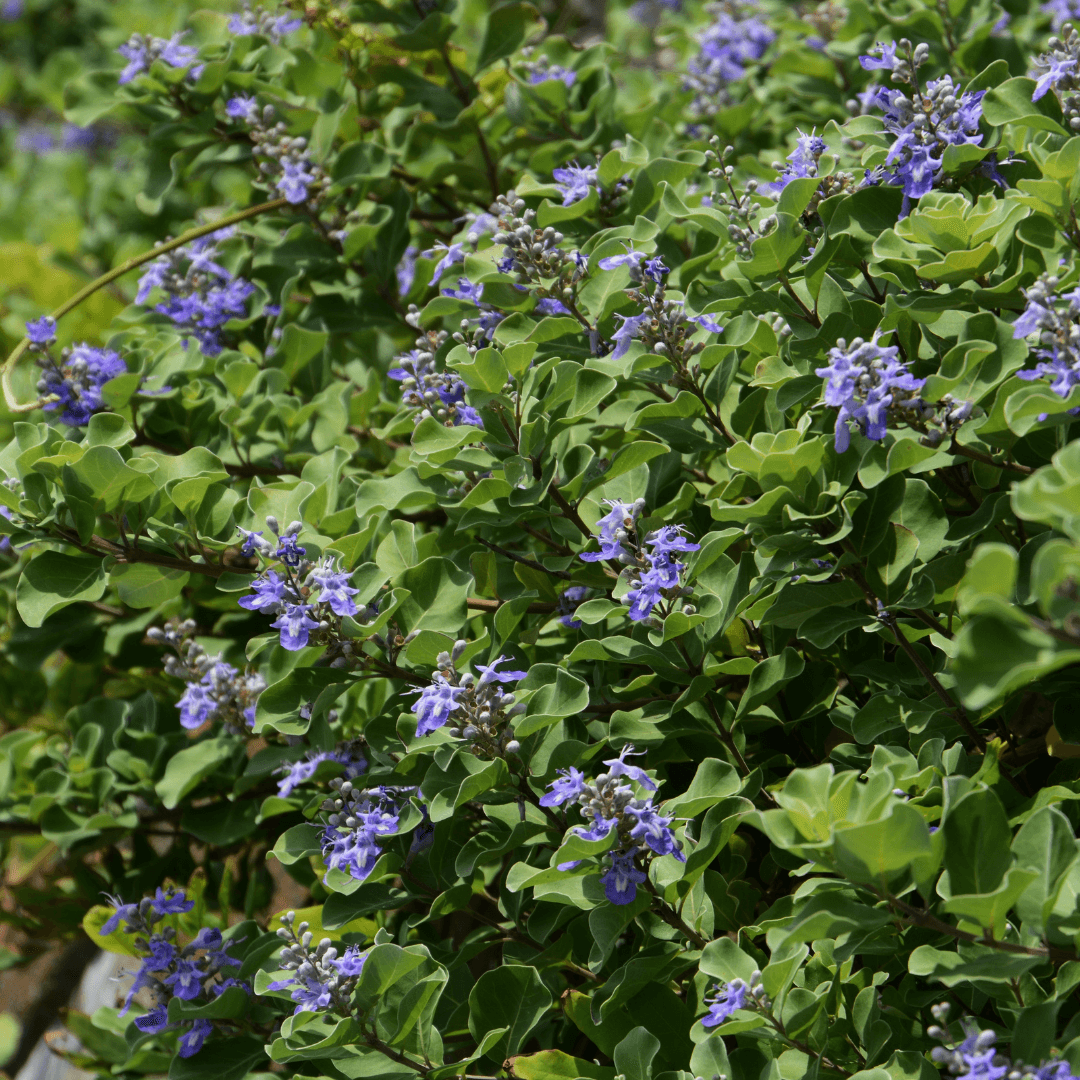 Beautiful Flowering Arabian Lilac Plant Purple